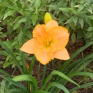 Meet your Posher, Leslie